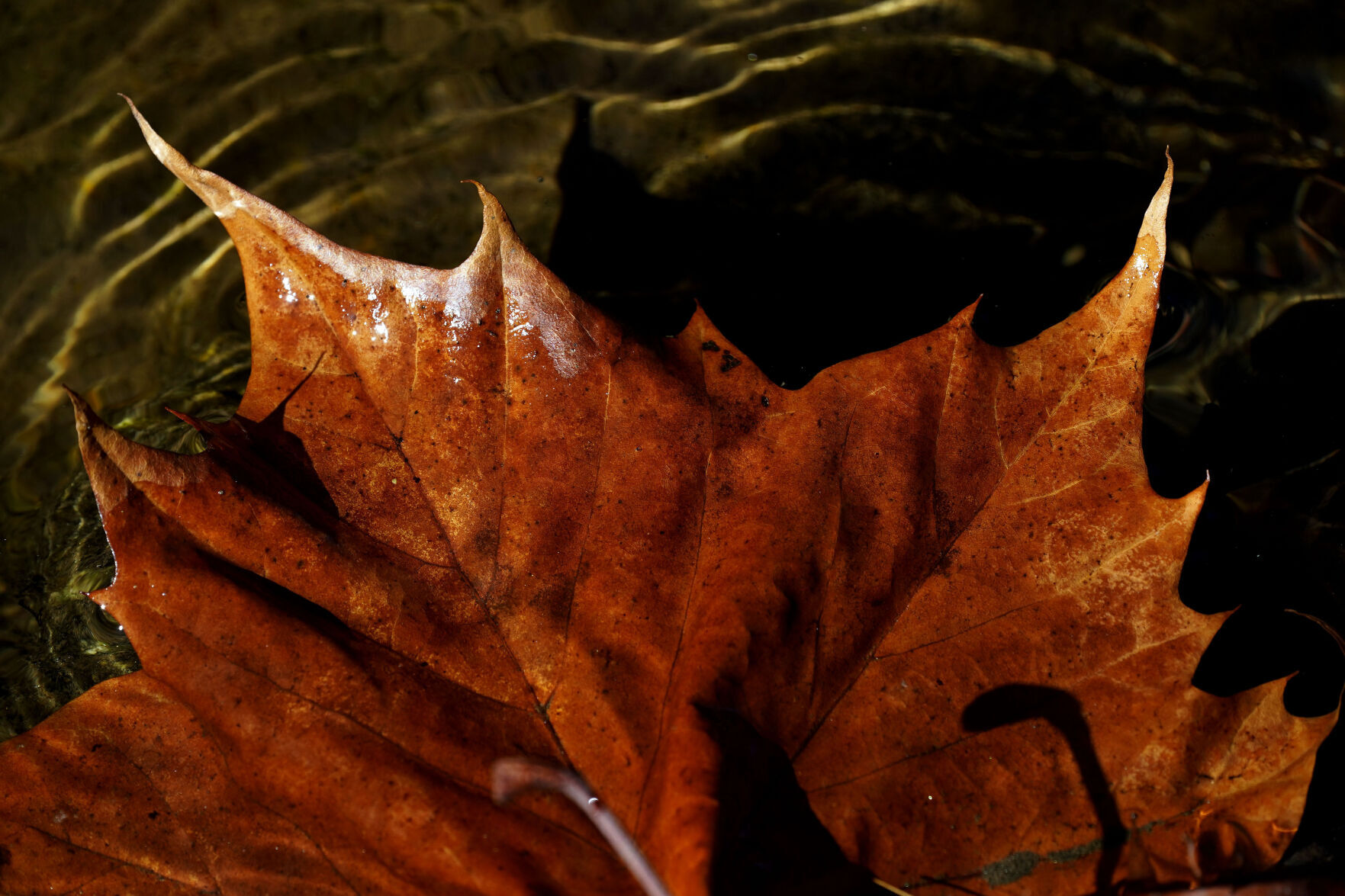 Blue Ridge Parkway Fall Photo Gallery